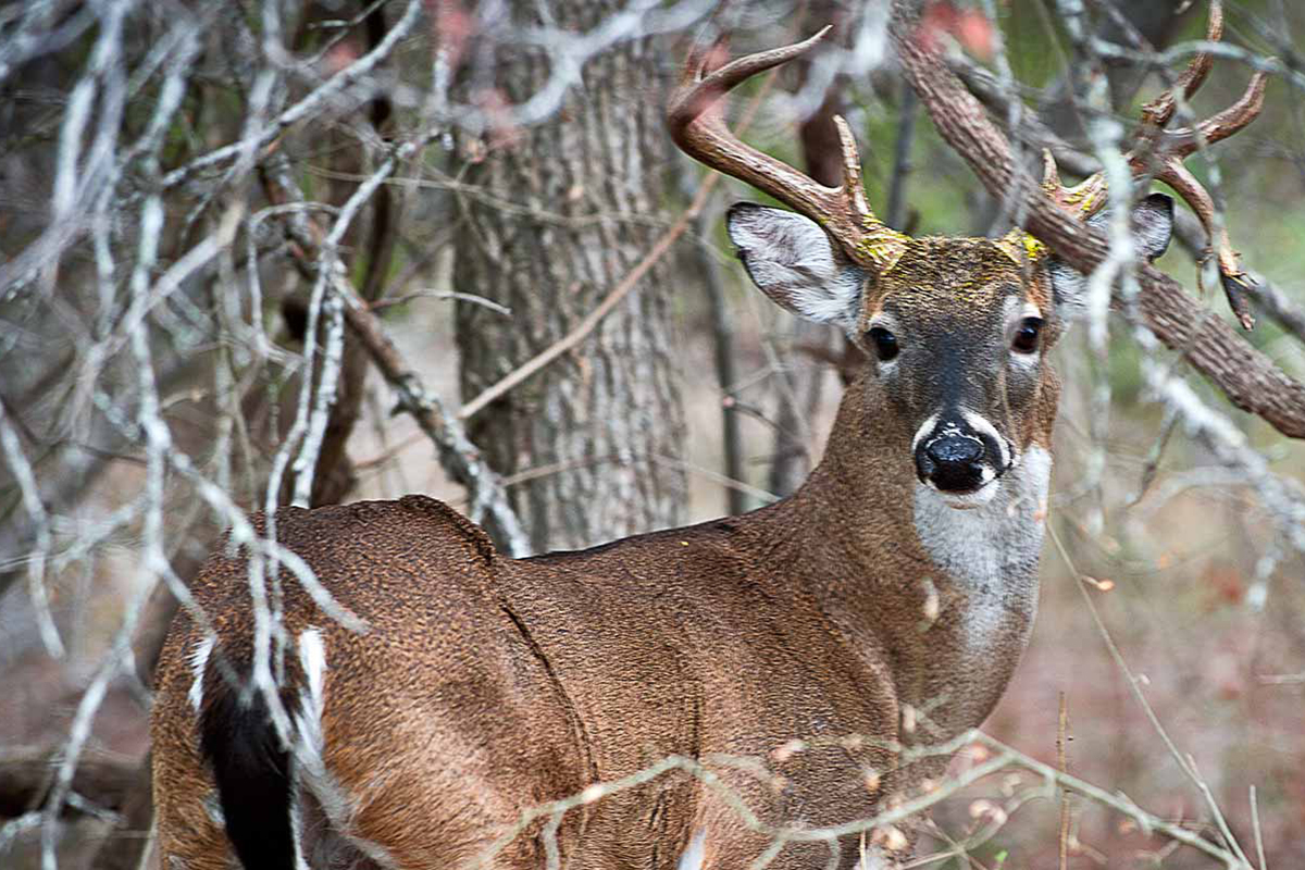 Mckinney Falls State Park gallery image 11