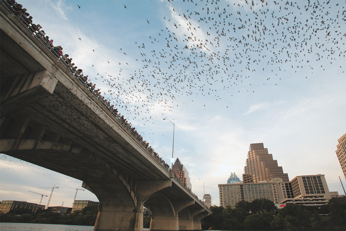 Congress Bridge Bats gallery image 1