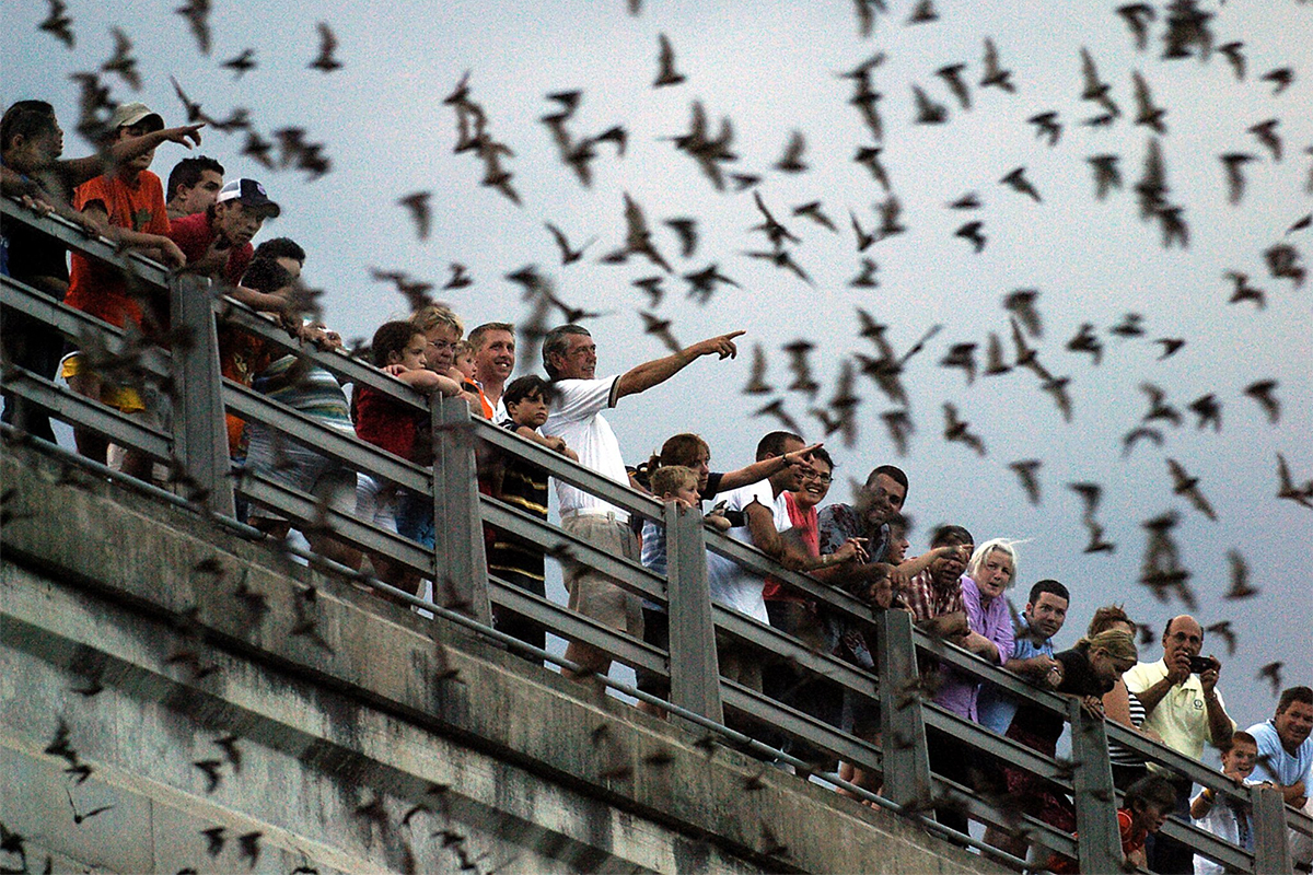 Congress Bridge Bats gallery image 2
