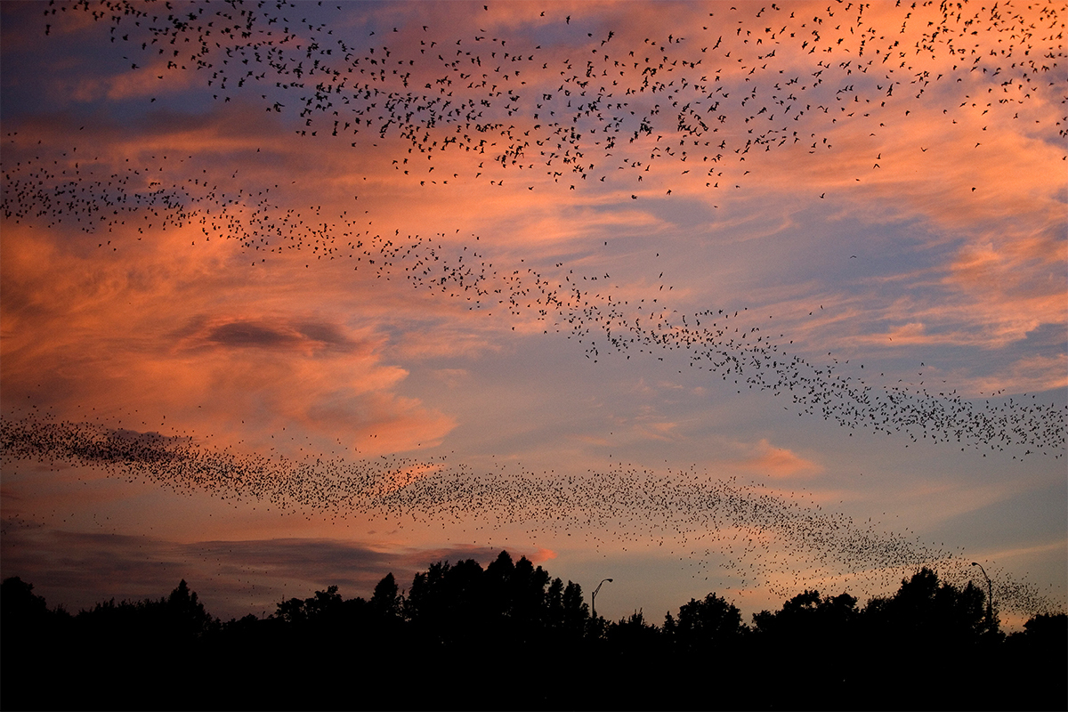 Congress Bridge Bats gallery image 3