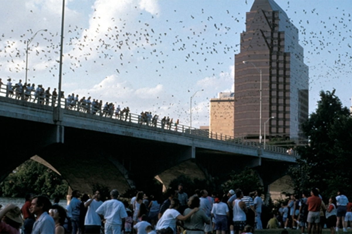 Congress Bridge Bats gallery image 7