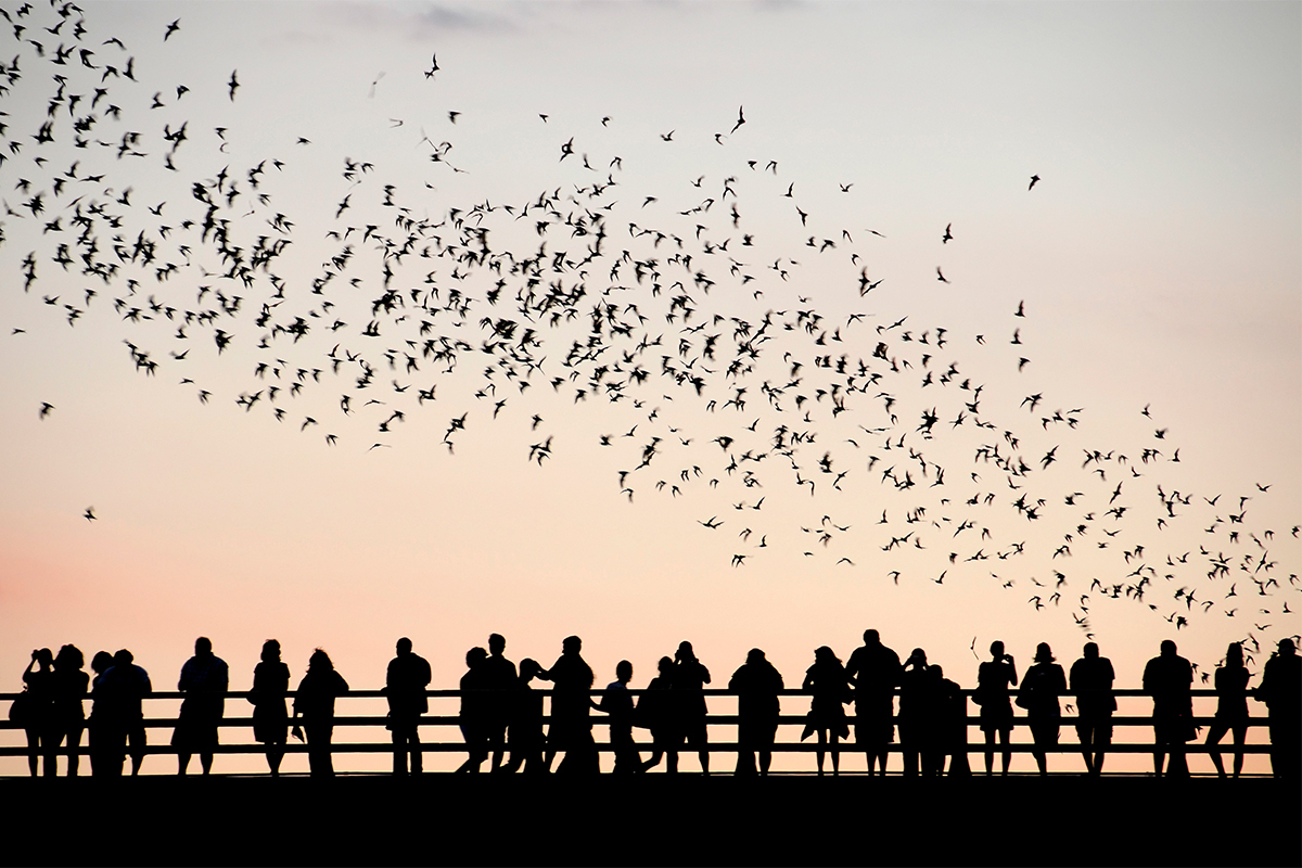 Congress Bridge Bats gallery image 8