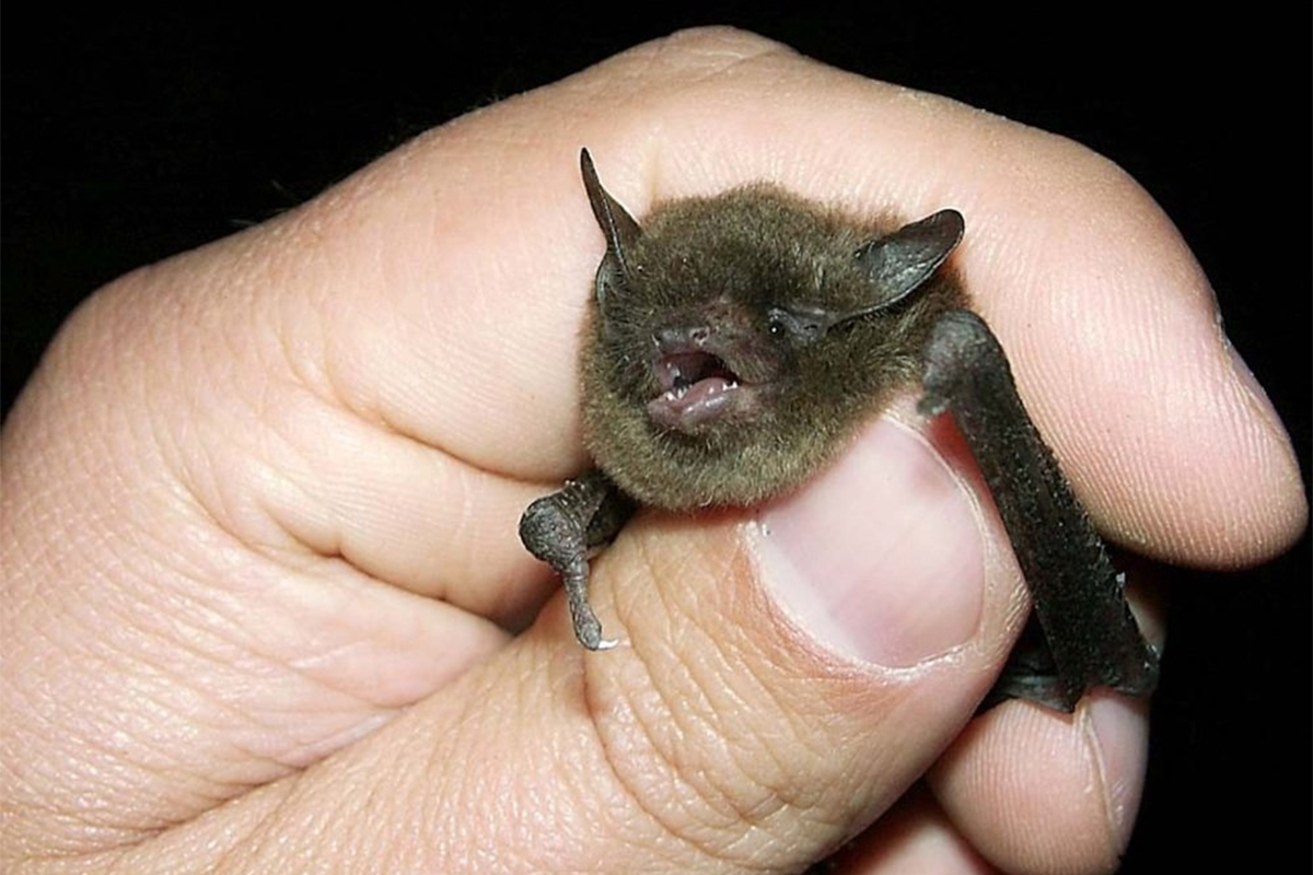 Congress Bridge Bats gallery image 11
