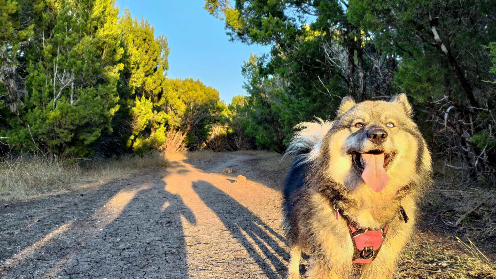 Best Off Leash Trails Followed With Craft Ales in Austin